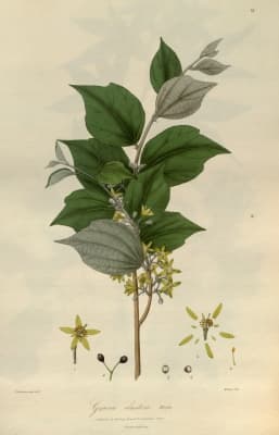 Grewia eriocarpa