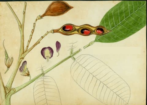 Ormosia krugii