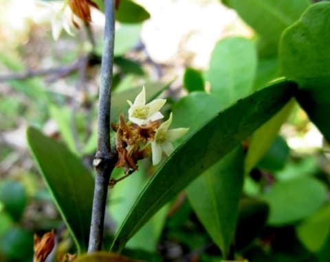 Secamone obovata
