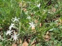 Lapeirousia gracilis