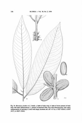 Myristica cerifera