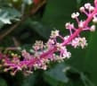 Phytolacca rivinoides
