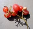 Stephania abyssinica