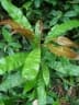 Lophira alata