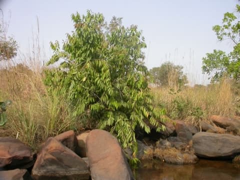 Anthostema senegalense