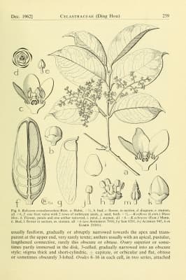 Kokoona ovatolanceolata