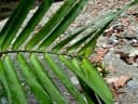 Pothoidium lobbianum