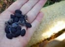 Luffa aegyptiaca