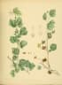 Grewia tenax