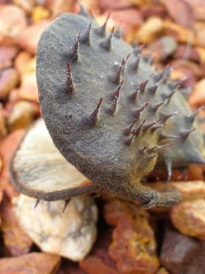 Sindora siamensis