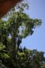 Croton mongue
