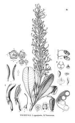 Vochysia oppugnata