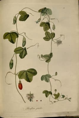 Passiflora gracilis