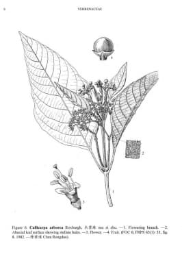 Callicarpa arborea