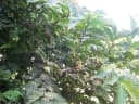 Ficus semicordata