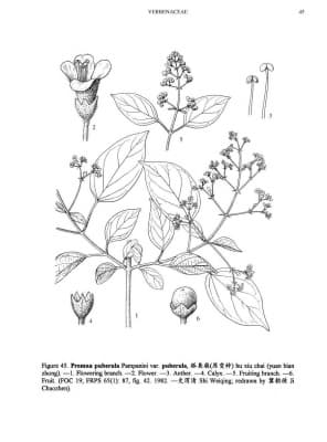 Premna puberula
