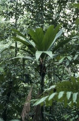 Asterogyne spicata