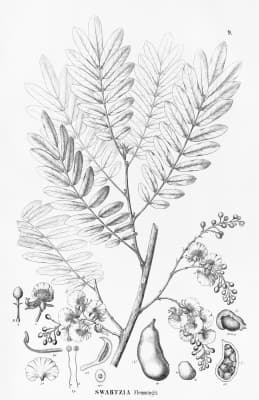 Swartzia flaemingii