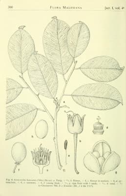 Gonystylus bancanus