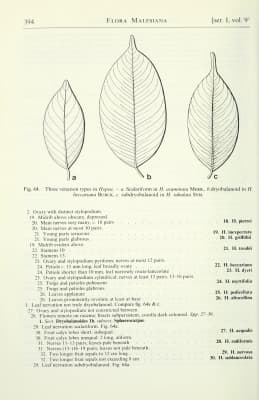 Hopea acuminata