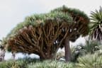 Dracaena draco