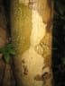 Dalbergia louvelii