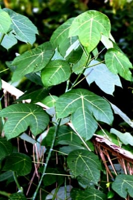 Macaranga hypoleuca