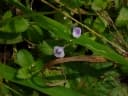 Lindernia ciliata