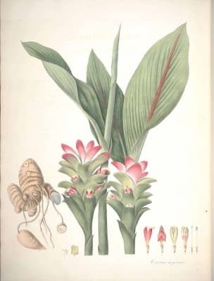 Curcuma aeruginosa