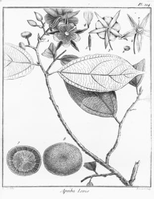 Apeiba glabra