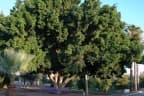 Ficus microcarpa