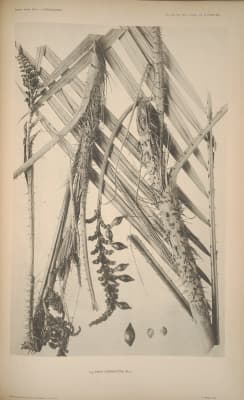 Calamus conirostris