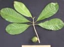 Pouteria multiflora