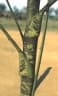 Calamus peregrinus