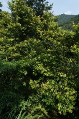Lindera communis