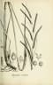 Paspalum dilatatum