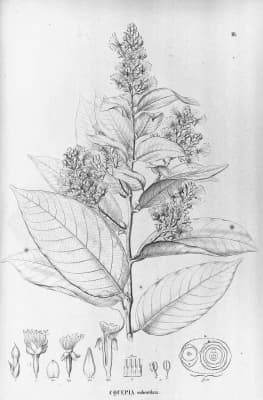 Couepia subcordata