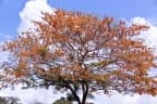 Cassia moschata