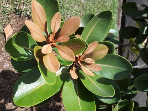 Sideroxylon puberulum