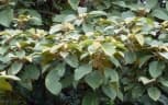 Cordia platythyrsa