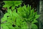 Amorphophallus paeoniifolius