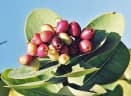 Syzygium cordatum
