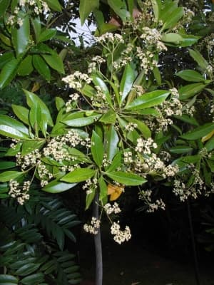 Tristaniopsis whiteana