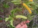Pityrocarpa moniliformis
