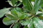 Terminalia catappa