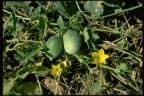 Cucumis melo
