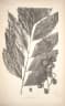 Calamus rhomboideus