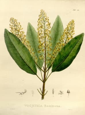 Vochysia haenkeana