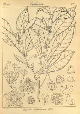 Actephila excelsa