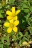 Oxalis corniculata